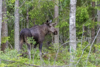 Elch (Alces alces) Moose