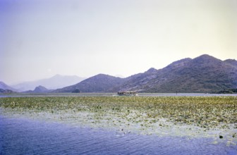 Boat trip onLake Shkodra Lake Skadar Lake Scutari, between Albania and Montenegro, former