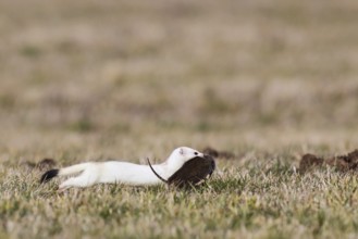 Hermelin (Mustela erminea) rennt mit erbeuteter Schermaus (Arvicola amphibius), Hessen, Deutschland