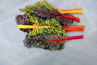 Chard (Beta vulgaris), colourful, chard leaves in different colours, green, purple, orange, red