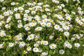 Daisy (Bellis perennis), flowering, Baden-Württemberg, Germany