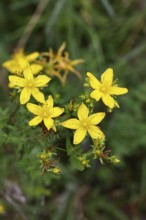 Common St John's wort (Hypericum perforatum), spotted St John's wort or common St John's wort
