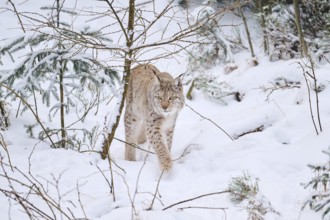 Eurasian lynx (Lynx lynx) walking in a snowy forest in winter, Bavaria, Germany