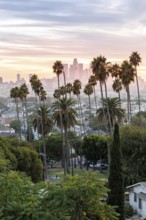 Los Angeles skyline with palm trees and downtown at sunset in California in Los Angeles, USA