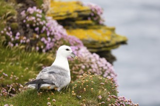 Northern fulmar (Fulmarus glacialis) sitting in front of a flower-covered grass cushion and