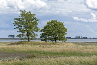 Trees, nature reserve, in the background Pilot Island, Schleimünde, coast near Maasholm,