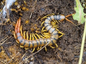 Megarian banded centipede (Scolopendra cingulata), Megarian banded centipede, Mediterranean banded
