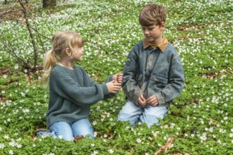 Two blond children, 6 and 8 years old, pick wood anemones (Anemone nemorosa) in spring in Ystad