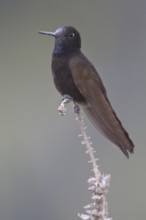 Black Metaltail (Metallura phoebe), Central Highlands, Peru