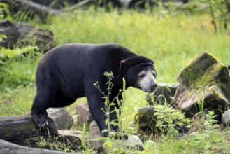 Malayan bear (Helarctos malayanus), adult, foraging, alert, Southeast Asia