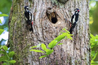 Great spotted woodpecker (Dendrocopos major), breeding pair with food in their beaks at the