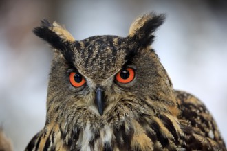 Eurasian eagle-owl (Bubo bubo), adult portrait in winter, Zdarske Vrchy, Bohemian-Moravian