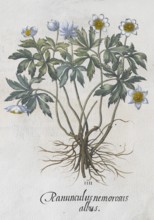 Wood anemone (Anemone Nemrosa), hand-coloured copperplate engraving by Basilius Besler, from Hortus