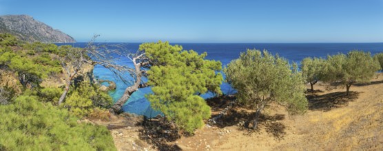 Green trees on a cliff with a wide view of the sea, hiking trail from Avlona to Diafani, Avlona,