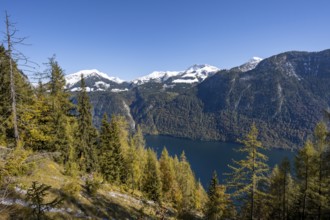 View of the Königssee from the Rinnkendlsteig mountain hiking trail, autumn forest with yellow