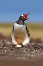 Gentoo penguin in the nest wit two eggs, Falkland Islands. Animal behaviour, bird in the nest with