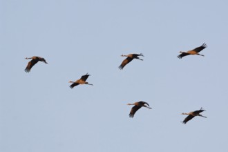 Common Crane (Grus grus) group flying, Mecklenburg-Western Pomerania, Germany