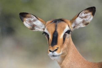 Black-faced Impala (Aepyceros melampus petersi), adult female, Etosha National Park, Namibia