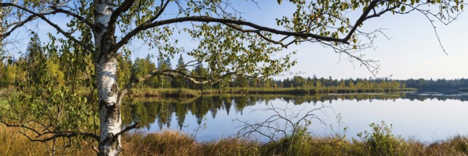 Riedsee, Wurzacher Ried, Bad Wurzach, Upper Swabia, Baden-Württemberg, Germany
