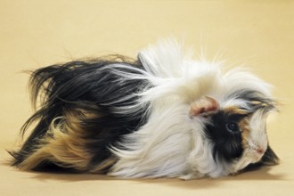 Tri parti-colored rough-coated cavy, guinea pig (Cavia porcellus) portrait
