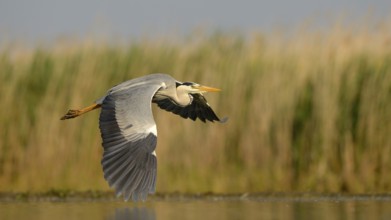 Grey Heron (Ardea cinerea), adult bird in flight, Kiskunság National Park, Southeastern Hungary,