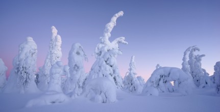 Snow covered trees, Kuusamo area, Finland