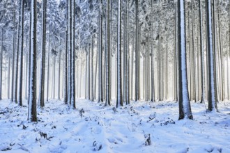 Snow-covered spruce forest, Lindenberg, Horben, Canton of Aargau, Switzerland