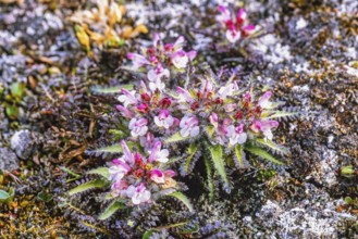 Hairy Lousewort (Pedicularis hirsuta) in bloom on the ground in the arctic region, Svalbard, Norway
