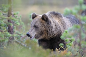 Brown Bear (Ursus arctos), border area to Russia, Kuhmo, Karelia, Finland