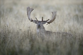 Fallow deer (Dama dama) buck, morning light, Zealand, Denmark
