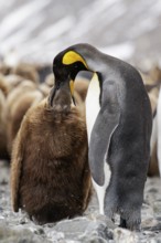King Penguin (Aptenodytes patagonicus) perched on a rocky beach on South Georgia Island