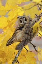 Long-eared Owl (Asio otus) perched on a branch, North Rhine-Westphalia, Germany