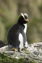 Erect-crested Penguin (Eudyptes sclateri), Antipodes Island, New Zealand
