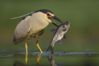 Black-crowned night heron (Nycticorax nycticorax), adult heron with prey, large fish, Kiskunság
