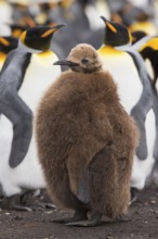 King Penguin (Aptenodytes patagonicus) juvenile, Volunteer Point, Falkland Islands