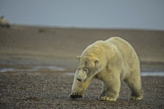 Polar bear (Ursus maritimus), gravel island, Kaktovik, Barter Iceland, Beaufort Sea, Alaska, USA