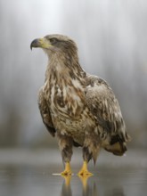 White-tailed eagle (Haliaeetus albicilla) standing in shallow water of fish pond, Kiskunság