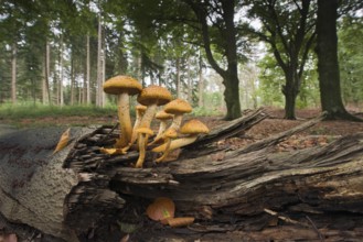 Golden Scalycap (Pholiota aurivella) on tree trunk, Emsland, Lower Saxony, Germany