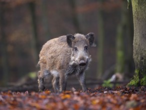 Wild Boar (Sus scrofa), Daun, Rhineland-Palatinate, Germany