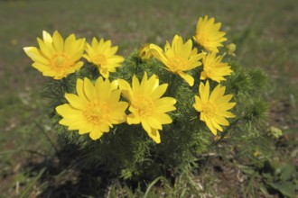 Pheasant's eye (Adonis vernalis), Spring Adonis rose, Adonis rose, Ständelberg, Rammersberg,