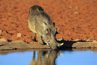 Warthog (Phacochoerus aethiopicus), adult, at the waterhole, drinking, Tswalu Game Reserve,