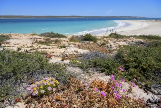 Landscape on Dirk Hartog Island, Dirk Hartog Island National Park, named after the Dutch navigator