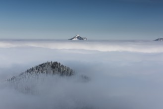 Snow-covered peak of Mt Grünten above the layer of fog, Ofterschwang, Oberallgäu district, Bavaria,