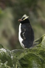 Erect-crested Penguin (Eudyptes sclateri), Antipodes Island, New Zealand