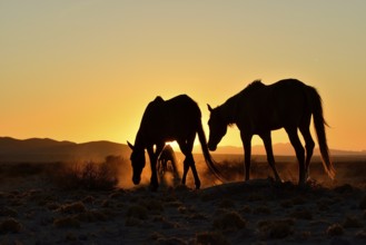 Namib desert horses (Equus ferus) at sunset, backlight, near watering hole at Garub, Aus, Karas