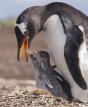 Gentoo Penguin (Pygoscelis papua) feeding chicks, Falkland Islands