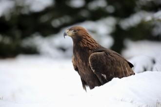 Golden eagle (Aquila chrysaetos), adult in snow, on ground, in winter, snow, Zdarske Vrchy,