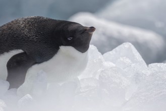 Adelie Penguin (Pygoscelis adeliae) on ice, Antarctica