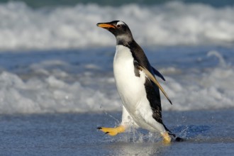 Running on the beach. Penguin in the ocean water. Gentoo penguin jumps out of the blue water while