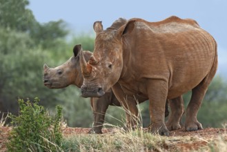White Rhinoceros (Ceratotherium simum), calf and mother, South Africa